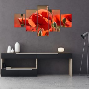 Obraz maków (125x70 cm)