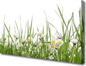 Zdjęcie na płótnie Polana Pełna Stokrotek