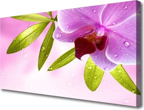 Obraz na płótnie Botaniczna Elegancja Kwiatu