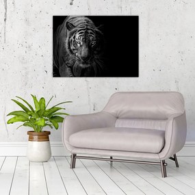 Obraz dzikiego tygrysa (70x50 cm)