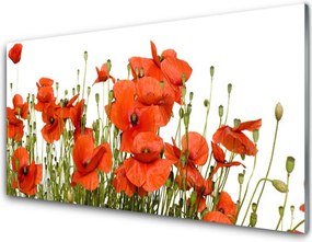 Panel Kuchenny Polne Maki W Słońcu