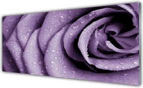 Szkło Ozdobne do Kuchni Aksamitna Róża w Rozkwicie