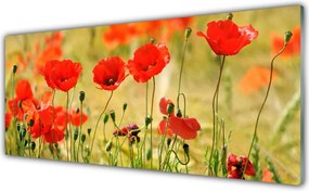 Szkło do Kuchni na Ścianę Polne Maki w Rozkwicie