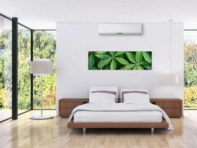Obraz - Liście z kroplami rosy (170x50 cm)