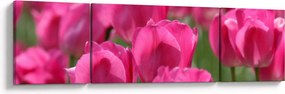 Obraz - Różowe tulipany (170x50 cm)