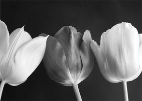 Obraz - Czarno - białe kwiaty tulipanów (70x50 cm)