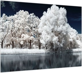 Obraz - Śnieżnobiałe drzewa (70x50 cm)