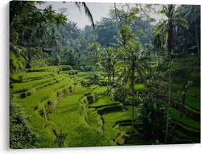 Obraz tarasów ryżowych Tegalalang, Bali (70x50 cm)