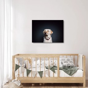 Obraz na szkle labradora (70x50 cm)