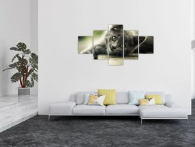 Obraz kotka (125x70 cm)