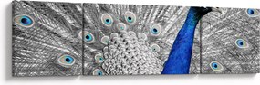 Obraz - niebieski paw (170x50 cm)