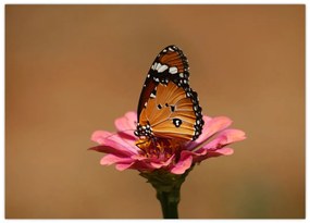 Obraz na szkle - motyl na kwiatku (70x50 cm)