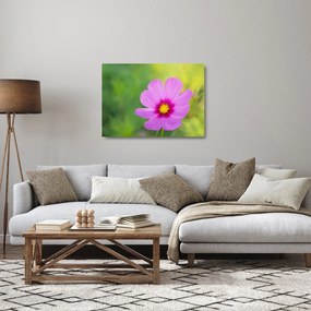Obraz na szkle - polny kwiat (70x50 cm)