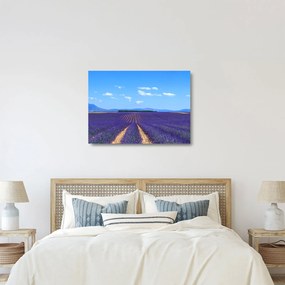 Obraz na szkle - Pole lawendy (70x50 cm)