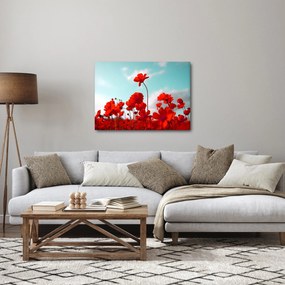 Obraz pola z jasnoczerwonymi kwiatami (70x50 cm)