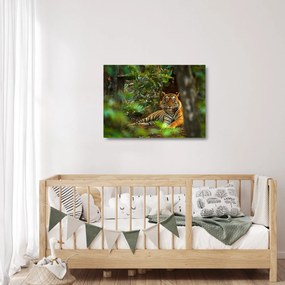 Obraz na szkle odpoczywającego tygrysa (70x50 cm)