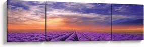 Obraz lawendowego pola (170x50 cm)
