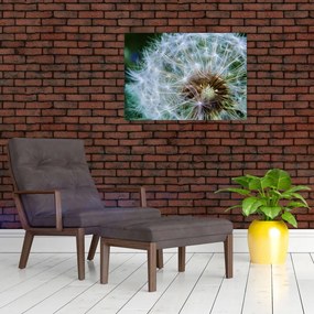 Obraz przekwitniętego dmuchawca (70x50 cm)