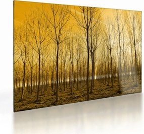 Obraz na szkle - las o zachodzie słońca (70x50 cm)