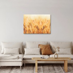 Obraz - pole z ziarnami (70x50 cm)