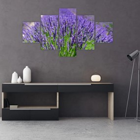 Obraz - lawenda (125x70 cm)