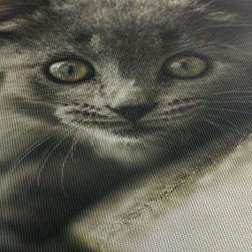Obraz kotka (170x50 cm)