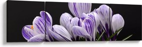 Obraz - Fioletowe krokusy (170x50 cm)