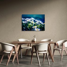 Obraz na szkle stokrotek (70x50 cm)