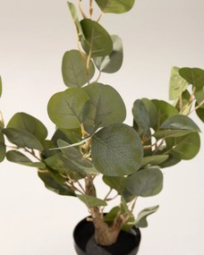 Eukaliptus Mini w doniczce 50 cm