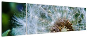 Obraz przekwitniętego dmuchawca (170x50 cm)