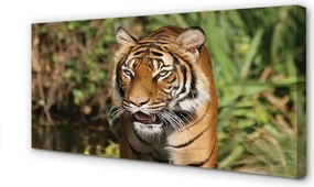 Fotoobraz na płótnie Leśny Dom Tygrysa