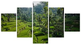 Obraz tarasów ryżowych Tegalalang, Bali (125x70 cm)