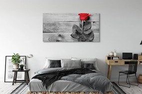 Obraz na płótnie Pojedyncza Czerwona Róża