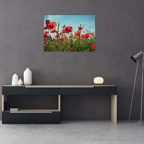 Obraz na szkle - Na polu maków (70x50 cm)