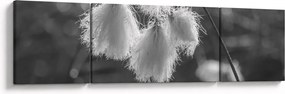 Obraz - Trawa bawełniana (170x50 cm)