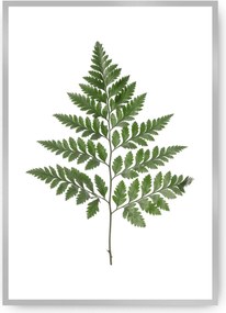 Plakat Fern Green