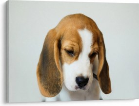 Obraz Beagle (70x50 cm)