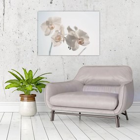 Obraz białej orchidei (70x50 cm)