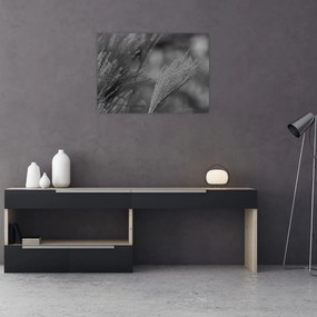 Obraz - Suszona trawa pampasowa (70x50 cm)