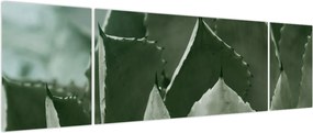 Obraz - Zielona agawa (170x50 cm)