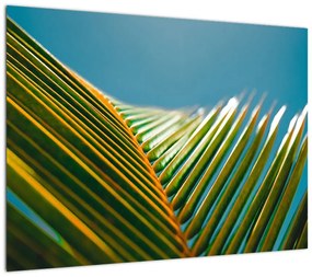 Obraz - Detal liścia palmowego (70x50 cm)