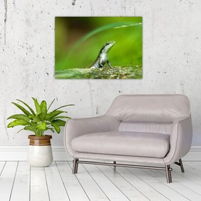 Obraz na szkle - jaszczurka (70x50 cm)