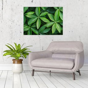 Obraz na szkle - Liście z kroplami rosy (70x50 cm)