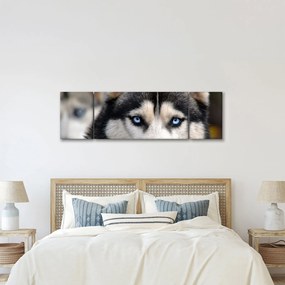 Obraz psa husky (170x50 cm)
