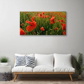 Obraz canvas Maki w Porannej Rosie