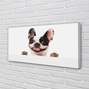 Obraz drukowany na płótnie Portret Psa