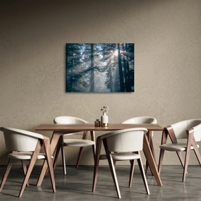 Obraz na szkle drzew, przez które prześwieca słońce (70x50 cm)