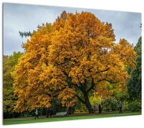 Obraz na szkle - drzewo (70x50 cm)