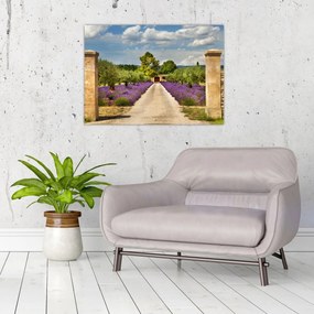 Obraz - Lawendowe ścieżki (70x50 cm)