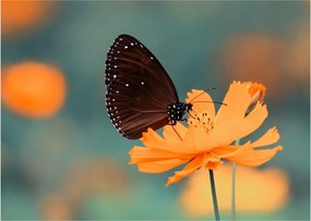 Obraz na szkle - motyl na pomarańczowym kwiatku (70x50 cm)
